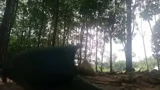 Ghost dragon - Rồng ma