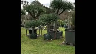 Australian Feature Trees | DesignerTrees.com.au