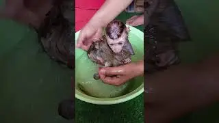 Gentle monkey bathing #shorts