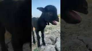 Little goat sound🤩fantastic#Shorts#Viral#Dog#Cat#Got#Sound#ytshorts#Tamil#Trending￼#￼￼