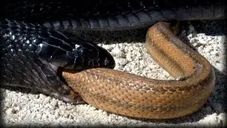 Indigo Snake Eats Rat Snake 01 - Snake vs Snake