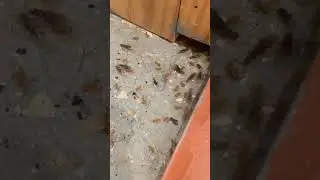 Ants infestation with A1 Pest Control Canberra