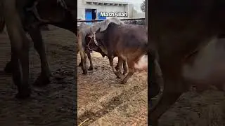 Tobbi Cow! First Timer Pure Cholistani Cow! 🌸