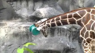Giraffe Jabari Plays with toy at Detroit Zoo