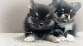 プリティチワワ子犬兄弟！