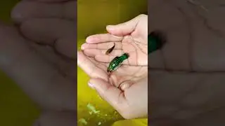 Green Platy Fish