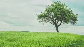 The Lonely Tree Longer