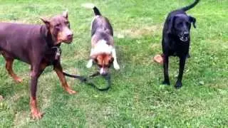 Beagle vs dobi in strap match... Lab referee