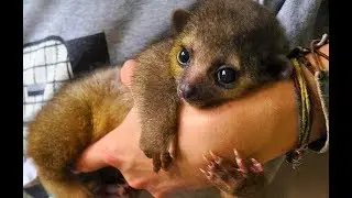 CUTEST Exotic Pets You Can Legally Own