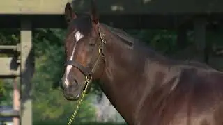 SHALAA - The Fastest Son of Invincible Spirit