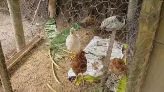 Pequeña producción de gallinas criollas - La Finca de Hoy