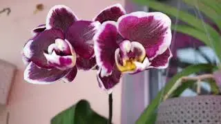 Цветение Trichocentrum и других..