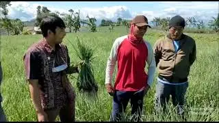 Pesona Kampung Bawang Merah Argalingga di Dataran Tinggi Majalengka