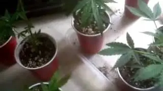 topping vs LST vs nature