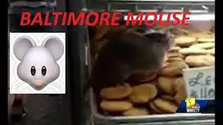 Rodent Running Across Bakery At Lexington Market