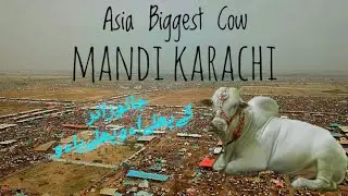 Naval mandi 2k23 update march 28#bakraeid2k23😄😄😄😄😄 #ytvideo#viral#trending