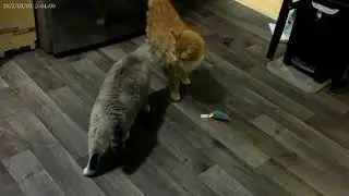 Rusty is a showoff
