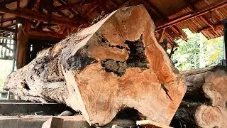 The incredible fibers of giant trees and the beautiful process of wood processing
