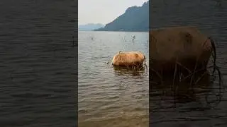 মহিষ সম্পর্কে অজানা তথ্য। #mdzahiradil #buffalo #facts #animals #shorts