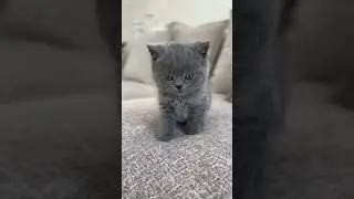 Very cute 🥺 #cat #kitten #cute #foryou