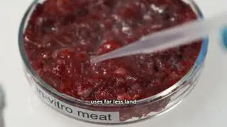 Lab Grown Meat