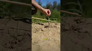 Avete mai visto una vipera??🐍