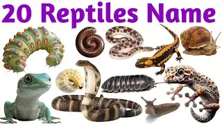 20 Reptiles Name in English | Learn Lizard, Turtle, Snake for Kids | Animal Names with Sounds