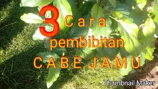 Tiga cara pembibitan Cabe Jamu