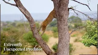 Unexpected Predator