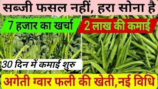 सब्जी नहीं हरा सोना है,7 हजार का खर्चा!2लाख की कमाई। #clusterbeans #gwarfali 