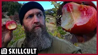 У нас есть победители! В поисках новых красных яблок в саду