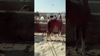Sahibzada Sultan Safdar Aziz Sahib    Hazrat Sultan Bahoo