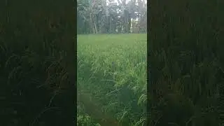 84 day direct seeding rice.polination process done...