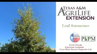 #WhatWednesday What is Leaf Senescence?