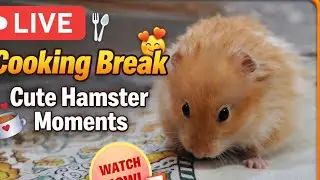 Recipes ke Beech Cute Guest 🐹 | Hamster Live 😄