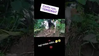 TERSERAH KUCING #cat #latiza255 #shorts #shortvideo #shorts #kucing