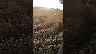 CCTV footage of crop circle - Thoughts? #ufo #uap #crop #uaps #cropcircles #alien #mystery #dew