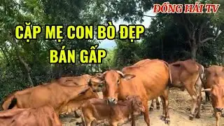 CẦN B&Aacute;N GẤP CẶP B&Ograve; MẸ CON ĐẸP GI&Aacute; 18 TRIỆU V&Agrave; L&Ocirc; B&Ograve; 3B VỖ B&Eacute;O