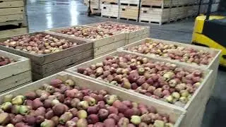 Heaven Fresh Premium Apples#apple #farming #fruit #viralvideo