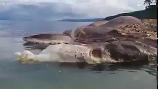 Bizarre and Mysterious Sea Creature found in Ceram, Indonesia | STRANGE SEA CREATURES 2017