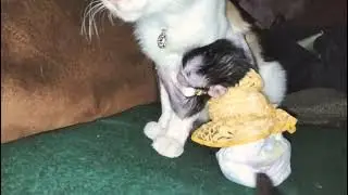 Baby Monkey And Cat Friendly