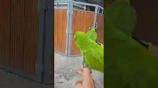 Hahn's Macaw free flying very high and coming back to the owner