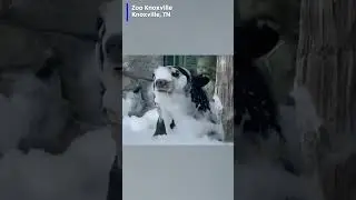 Scrub-a-dub-dub! Looks like this black bear enjoyed the bubble bath!