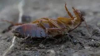 Get Rid of Pesky Pests with Fast Pest Control Sydney | Pest Removal Services | Pest Infestations