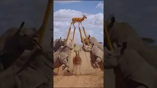 जरा सा भी हिला तो खत्म! 😲😂#funny #comedy #animals #viral #shorts