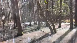 Hunting Salamanders in East Texas