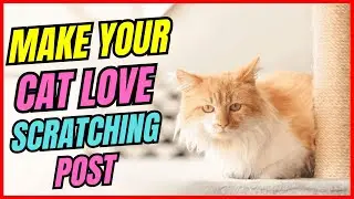 Why Your Cat Won&rsquo;t Use the Scratching Post?