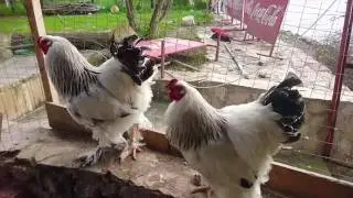 🐣 Step by step chicken broiler chickens life cycle