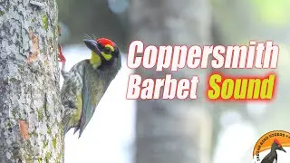 Sound / Call of Coppersmith barbet - tuk tuk tuk - A familiar urban bird call @IndianBirdVideos