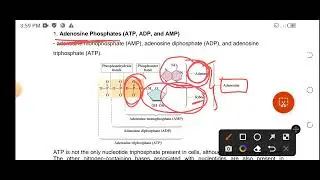 Biochemical energy production: introduction part 1
